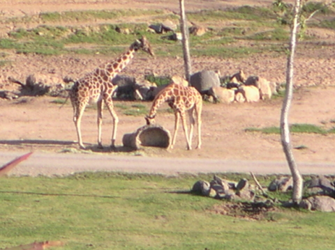 wild animal park 6