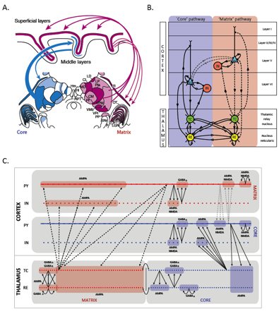 Thalamocortical Model