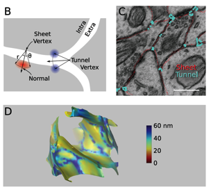 extracellular space