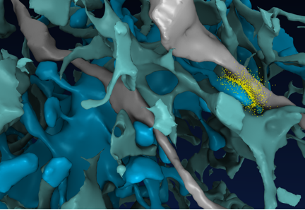 MCell Glutamate Release