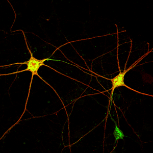 Neuron Links