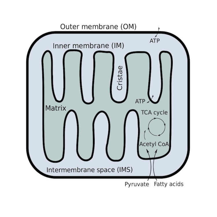 inner structure mitochondria