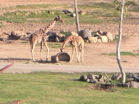 Wild Animal Park,  San Diego