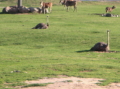 Wild Animal Park, San Diego