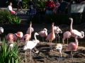A Flamboyance of Flamingoes