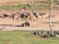 Wild Animal Park,  San Diego